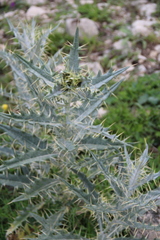 Cirsium argillosum
