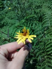 Nemognatha scutellaris