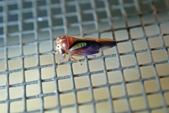 Balcanocerus provancheri