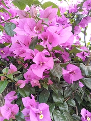 Bougainvillea