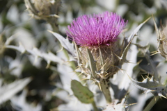 Cirsium pugnax