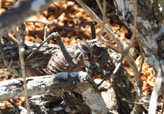 Acanthoplus