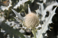 Cirsium pugnax