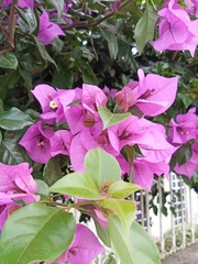 Bougainvillea