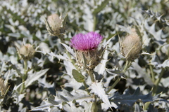 Cirsium pugnax