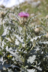 Cirsium pugnax