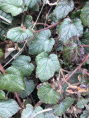 Rubus tricolor
