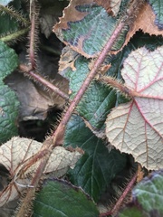 Rubus tricolor