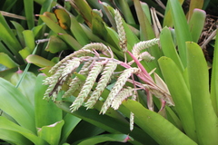 Aechmea dichlamydea
