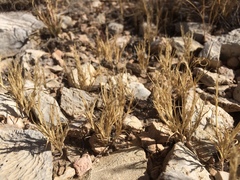 Muhlenbergia brevis