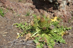 Cirsium rhizocephalum
