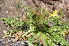 Cirsium rhizocephalum