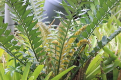 Encephalartos ferox