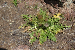 Cirsium rhizocephalum
