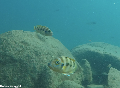 Neolamprologus sexfasciatus