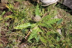 Cirsium rhizocephalum