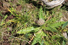 Cirsium rhizocephalum