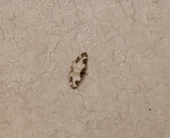 Melanthia procellata