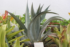 Agave beauleriana