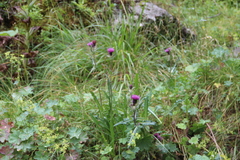 Cirsium simplex