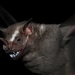 Great Fruit-eating Bat - Photo (c) sburneo, some rights reserved (CC BY-NC)