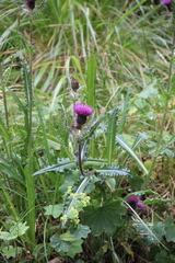 Cirsium simplex