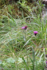 Cirsium simplex
