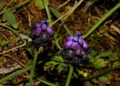 Muscari commutatum