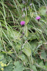 Cirsium simplex