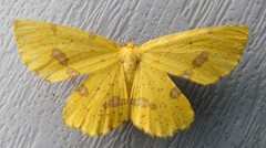 Xanthotype urticaria