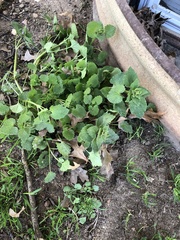 Lamium purpureum