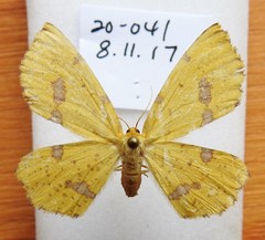 Xanthotype urticaria