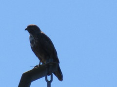 Buteo buteo
