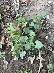 Lamium purpureum