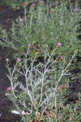 Lamyropsis sinuata
