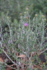 Lamyropsis sinuata