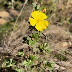 Cistus lasianthus