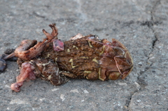 Peltophryne peltocephala