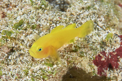 Lubricogobius exiguus