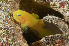 Lubricogobius exiguus