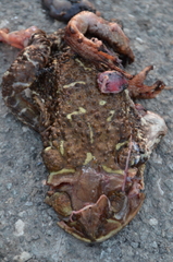 Peltophryne peltocephala