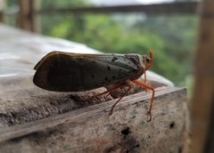 Copidocephala guttata