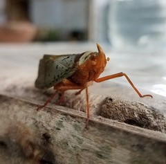 Copidocephala guttata