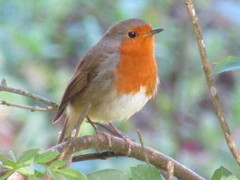 Erithacus rubecula