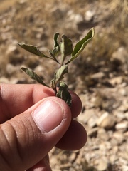 Chamaesaracha pallida