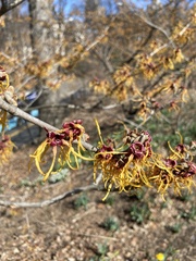 Hamamelis vernalis