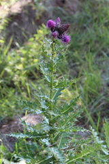 Cirsium sychnosanthum