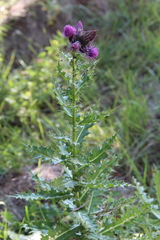 Cirsium sychnosanthum