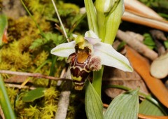Ophrys dodekanensis