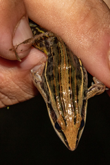 Guibe's Grassland Frog photo 3